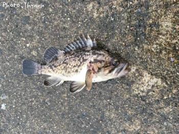 ���ӥ���