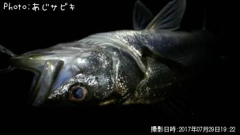 ¥·¡¼¥Ð¥¹