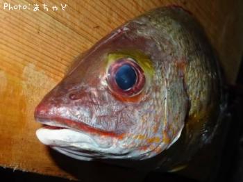 ���ӥ��ʥ����ڥ����ե�������