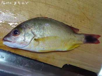 ���ӥ��ʥ����ڥ����ե�������