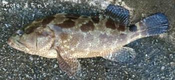 �䥤�ȥϥ��ڥ�����ߡ��Х���