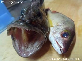 �䥤�ȥϥ��ڥ�����ߡ��Х���