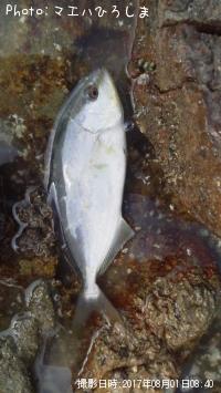 ����ѥ��λ�