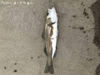 ¥·¡¼¥Ð¥¹