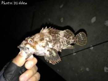 ²«¶â¥à¥é¥½¥¤