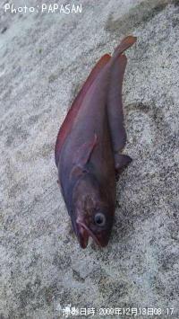 ¥¨¥¾¥½¥¤¥¢¥¤¥Ê¥á