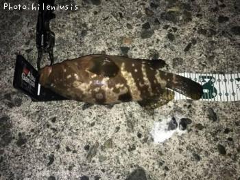 �����ϥ�