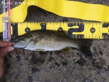 ¥¹¥â¡¼¥ë¥Þ¥¦¥¹¥Ð¥¹