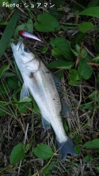 �����Х�