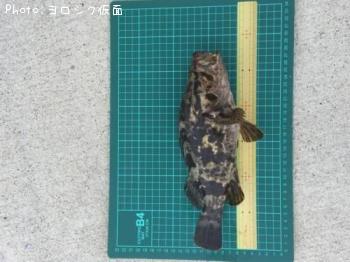 �٥å�������