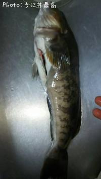 �����ʥ�