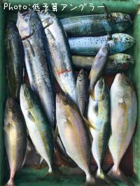 �����顢���祴�Ȥ�