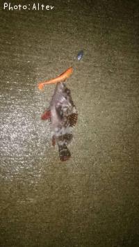 �٥å�������