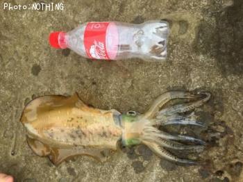 �����ꥤ��