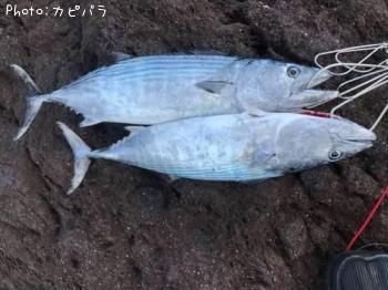 �ϥ��ĥ�¿��