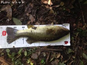 �֥�å��Х�