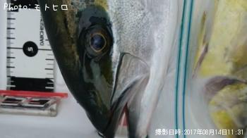 �ҥ�ޥ�
