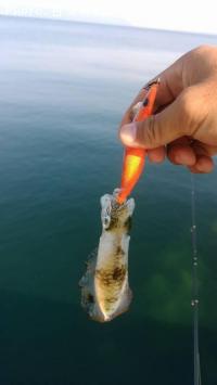 ¥¢¥ª¥ê¥¤¥«