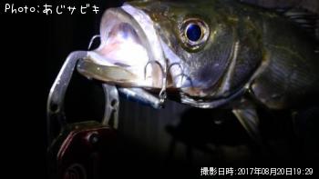 ¥·¡¼¥Ð¥¹