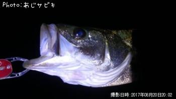 ¥·¡¼¥Ð¥¹