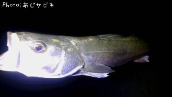 ¥·¡¼¥Ð¥¹