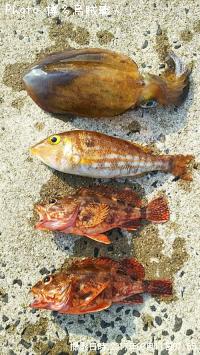 �����ꥤ�����ե��ե�������������