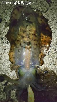 �����ꥤ�����ե��ե�������������