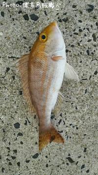 �����ꥤ�����ե��ե�������������