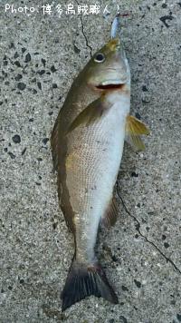 ���������ޥϥ�������