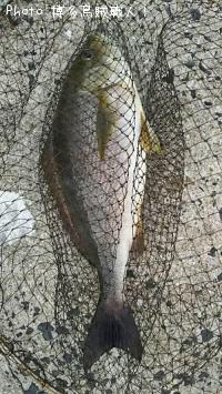 ���������ޥϥ�������