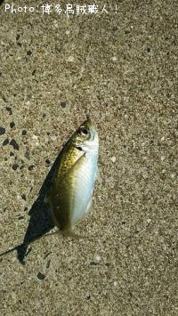 ���������ޥϥ�������