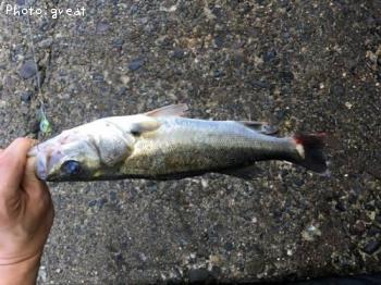 �����Х�