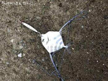 ���ȥҥ�����