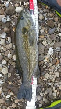 ���⡼��ޥ����Х�