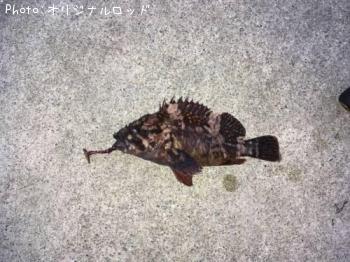 �����饽��