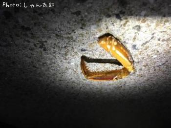 ¹Ã³ÌÎà¤Î¤Ê¤Ë¤«¤ÎµÓ