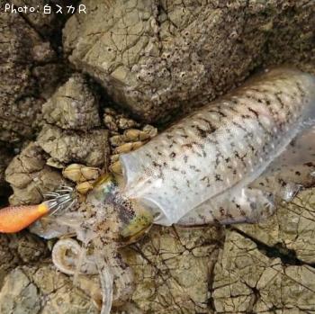 �����ꥤ��