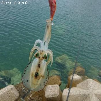 �����ꥤ��