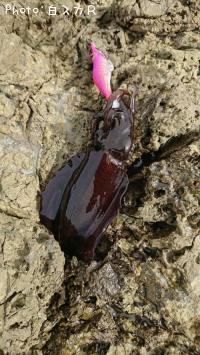 �����ꥤ��