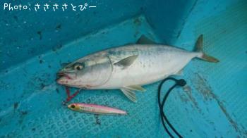 ���������С����ʥ������