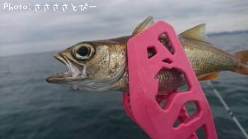 ���������С����ʥ������