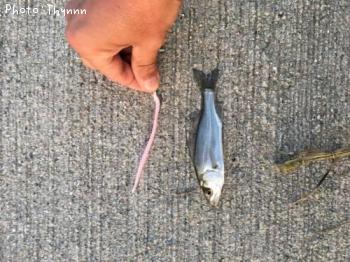 �����Х�