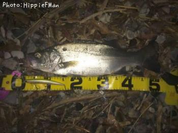 �ҥ饹����