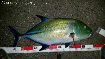 �����ߥ���