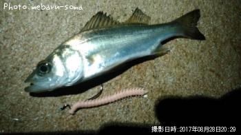 �����Х�