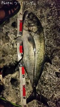 ���󥬥ᥢ��