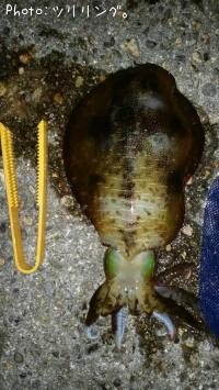 �����ꥤ��