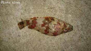 �����֥���饽��