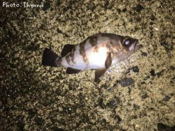 ��Х�ܥ���ƨ��