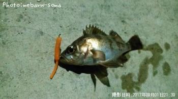 ¥á¥Ð¥ë